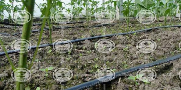 کاربرد نوار تیپ پلاکدار در صنعت کشاورزی